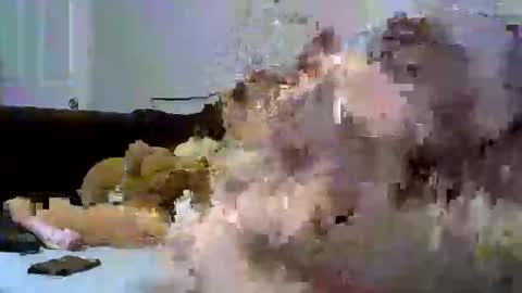 sativa  indica online show from 12, 1, 2026