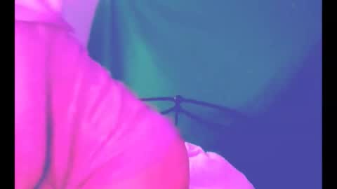 puddled_wonderland online show from 6, 3, 2026