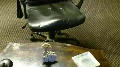 Snapshot of punkypapi chatting on 16, 10, 2025 Jojo online show from 16, 10, 2025