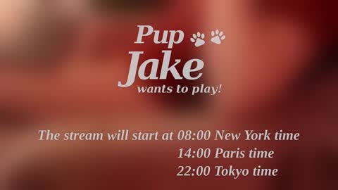 Pup Jake wants to play online show from 25, 12, 2024