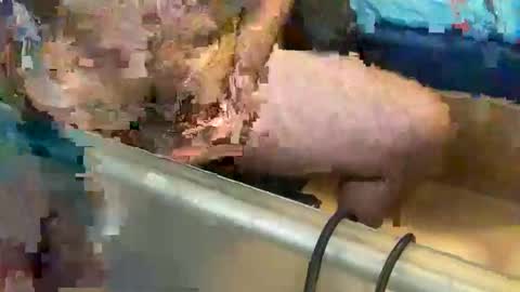 Snapshot of pussy_muncher_691 chatting on 8, 10, 2025 pussy_muncher_691 online show from 8, 10, 2025