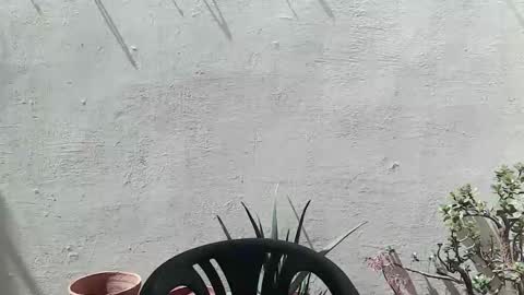 Ran online show from 25, 4, 2026