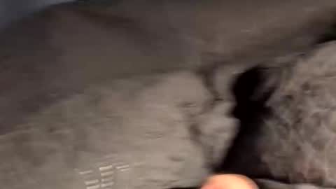 rebornbutbored online show from 15, 11, 2025