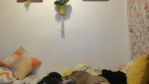 RoastingCorn online show from 11, 3, 2025