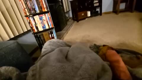 robbiebob6828 online show from 2, 3, 2026