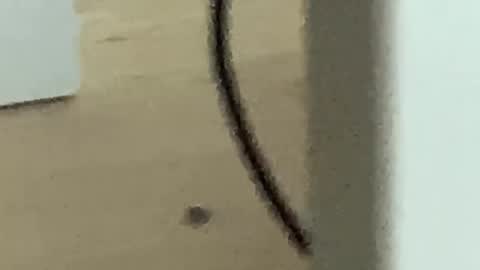 Roman online show from 27, 11, 2025