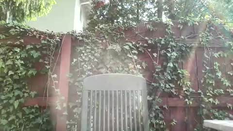 Playful Sammie online show from 17, 5, 2026