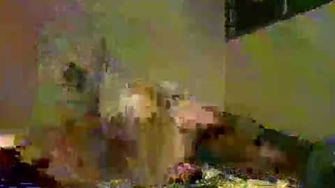 Snapshot of savagetongu3e chatting on 5, 12, 2025 savagetonguee online show from 5, 12, 2025