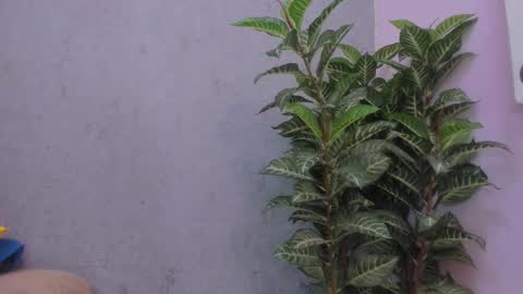 Snapshot of scarlett646 chatting on 29, 11, 2025 Scarlett 3 online show from 29, 11, 2025