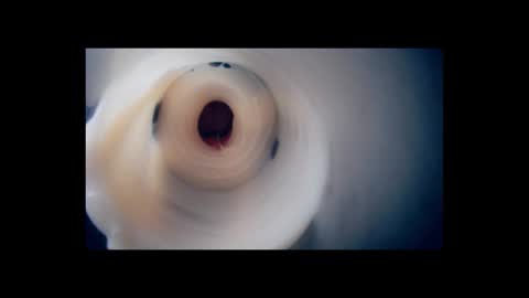 Scarr online show from 2, 2, 2026