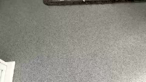 scottyc48 online show from 8, 11, 2025