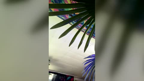 seanplushouse online show from 28, 2, 2026