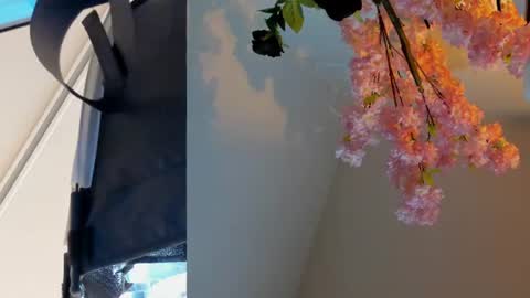 Siouxsie online show from 24, 6, 2026