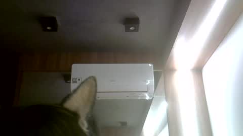 skinnykittencam online show from 20, 7, 2026