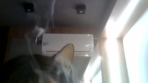 skinnykittencam online show from 22, 7, 2026