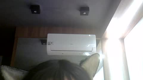 skinnykittencam online show from 24, 7, 2026