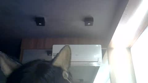 skinnykittencam online show from 27, 7, 2026