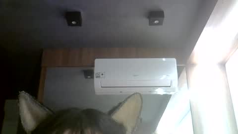 skinnykittencam online show from 28, 7, 2026