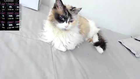 Snapshot of sophiebaker__ chatting on 3, 2, 2026 sophiebaker__ online show from 3, 2, 2026