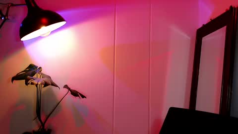 Daniel Steven Navarro online show from 5, 4, 2026