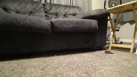 Snapshot of sxtn002 chatting on 11, 11, 2025 sxtn002 online show from 11, 11, 2025