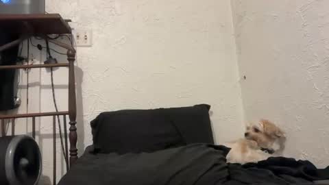 Talen James online show from 28, 9, 2025