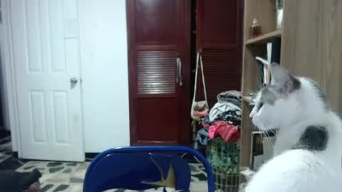 Snapshot of tantricroots chatting on 11, 6, 2026 Angeline Follow online show from 11, 6, 2026
