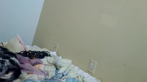 tastycakes96 online show from 28, 6, 2026