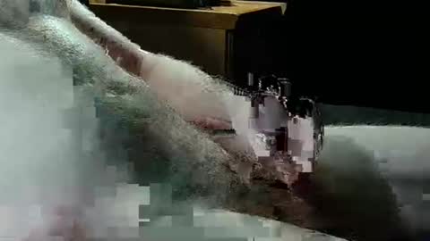 Texas Rose 33 online show from 5, 4, 2026