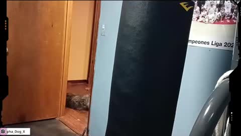 Snapshot of the_alpha_dog_xxx chatting on 10, 3, 2025 the_alpha_dog_xxx online show from 10, 3, 2025