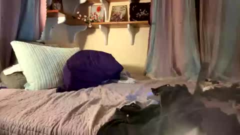 theonlyboi43ver online show from 17, 12, 2025