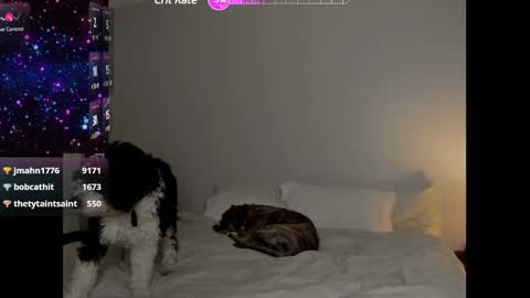 Snapshot of theselina_kyle chatting on 25, 1, 2025 Selina Kyle online show from 25, 1, 2025