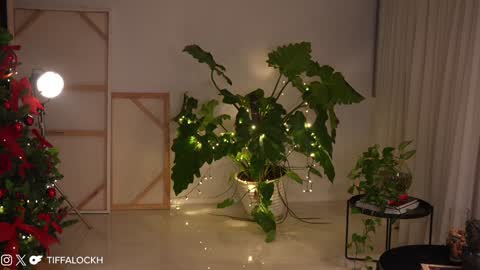 Snapshot of tifalock_ chatting on 14, 12, 2024 Tifa online show from 14, 12, 2024