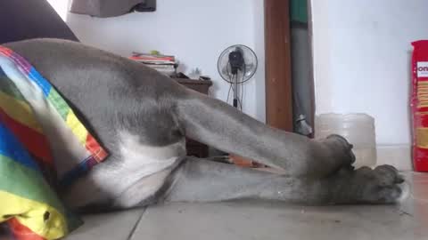   Thomas    online show from 4, 2, 2025