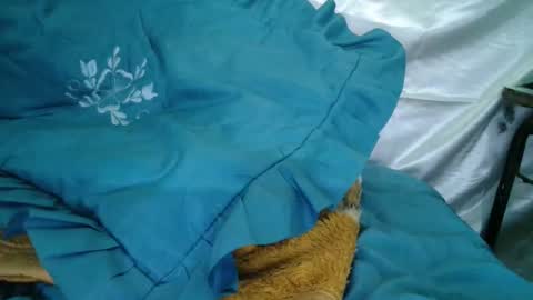 transexdotada online show from 23, 10, 2025