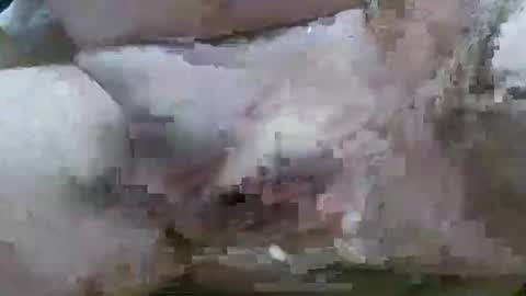 troy1965 online show from 11, 2, 2026