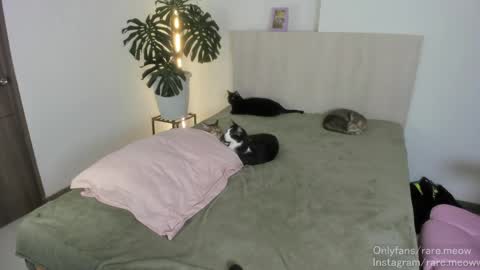    online show from 24, 4, 2026