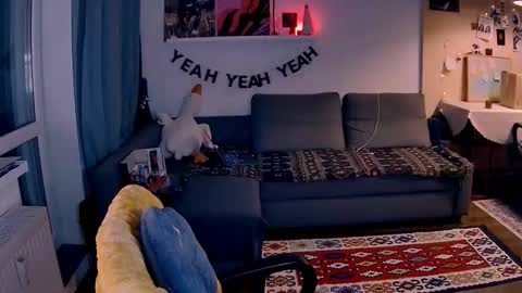 Little Devil online show from 17, 1, 2026