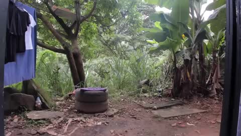 venus ... zeus sheer  online show from 3, 3, 2025