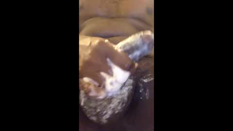 vincycock99 online show from 22, 4, 2026