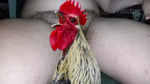 classified online show from 29, 12, 2024