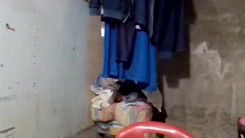 wildveron_205 online show from 17, 12, 2025