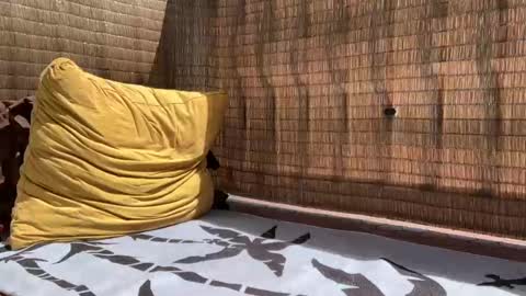 Snapshot of wolfdeep chatting on 11, 9, 2025 Sweetdog online show from 11, 9, 2025