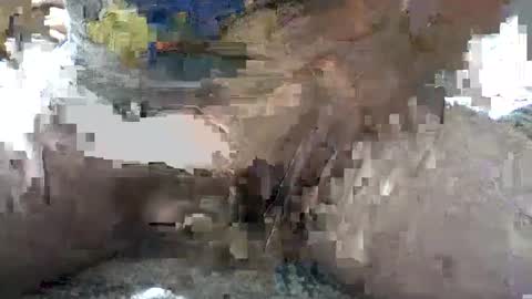 Yankee online show from 6, 10, 2025