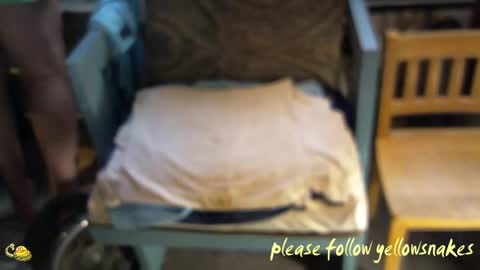 Snapshot of yellowsnakes chatting on 5, 3, 2026 . y e l l o w s n a k e s . online show from 5, 3, 2026