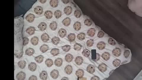 Snapshot of yourstrulyduh chatting on 15, 3, 2026 Dan online show from 15, 3, 2026