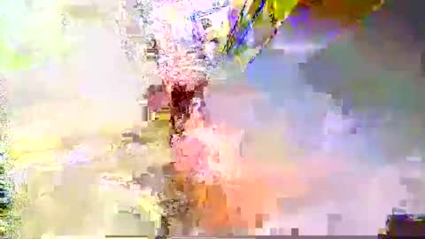 zippy001 online show from 6, 12, 2024