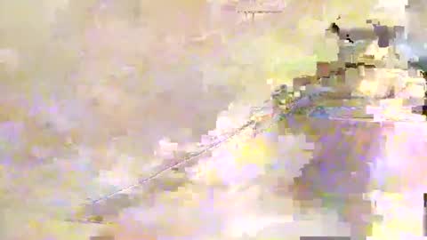 zippy001 online show from 7, 12, 2024