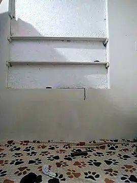 Cameron puppy online show from 24, 4, 2026