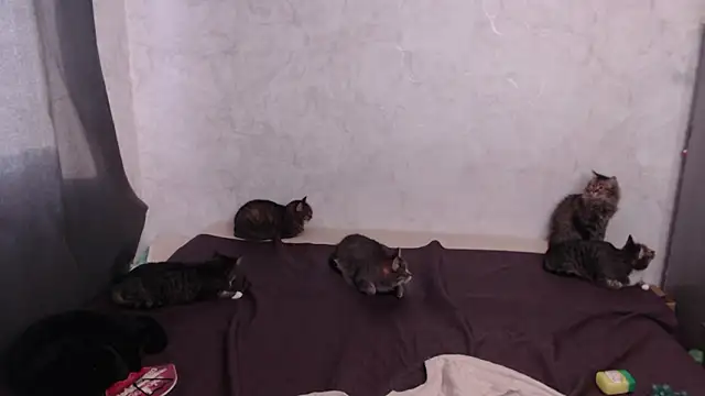 Olivia Winston online show from 20, 3, 2026